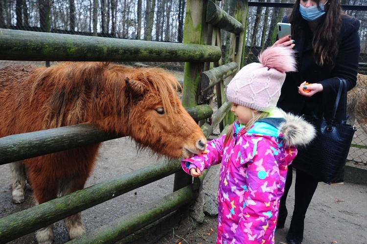 Żywa szopka w krakowskim ZOO 2020