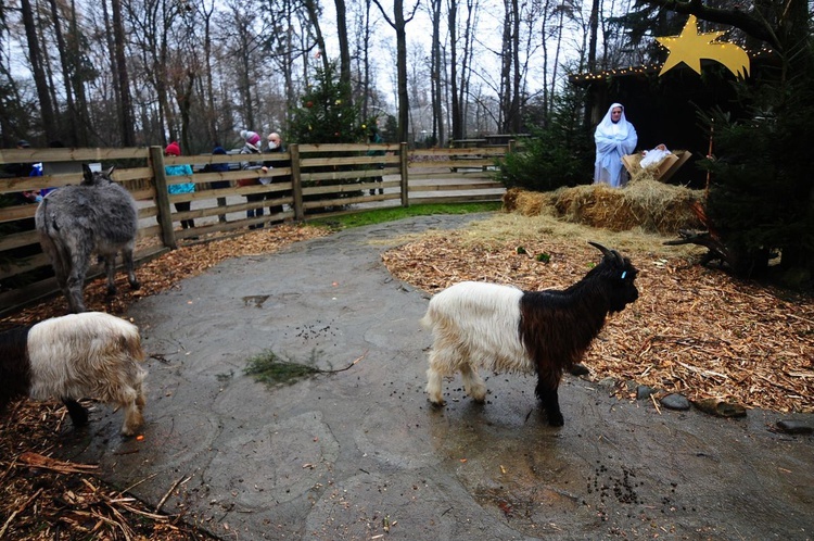 Żywa szopka w krakowskim ZOO 2020