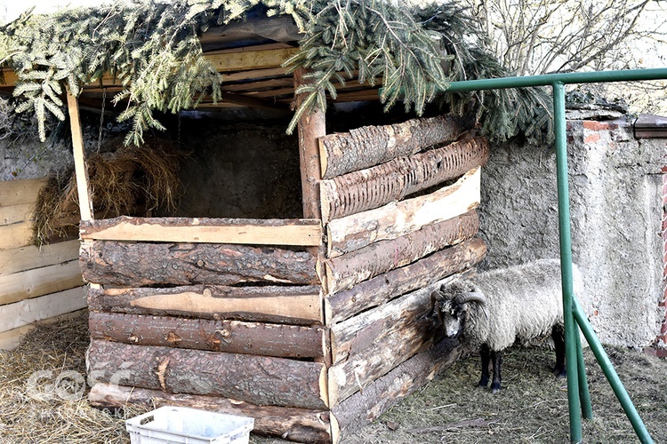 Żywa szopka w Starczowie