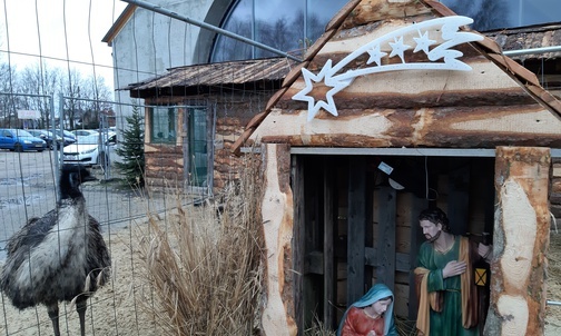 Skiernieiwce. Żywa szopka w parafii Niepokalanego Serca NMP.