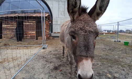 Skiernieiwce. Osioł w żywej szopce w parafii Niepokalanego Serca NMP.