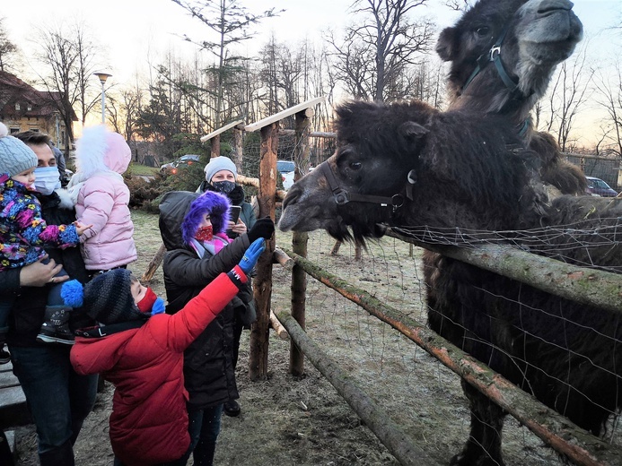 Błonie. Lama i dwa wielbłądy