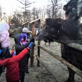 Błonie. Lama i dwa wielbłądy