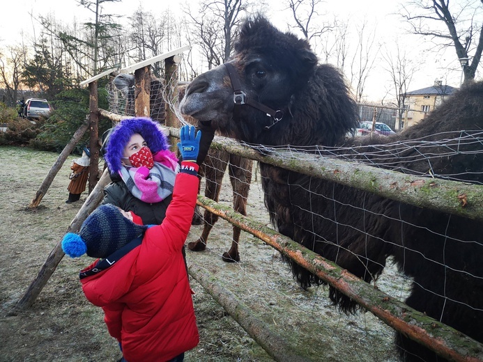 Żywa szopka w Błoniu