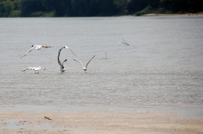 Solec nad Wisłą znów jest miastem