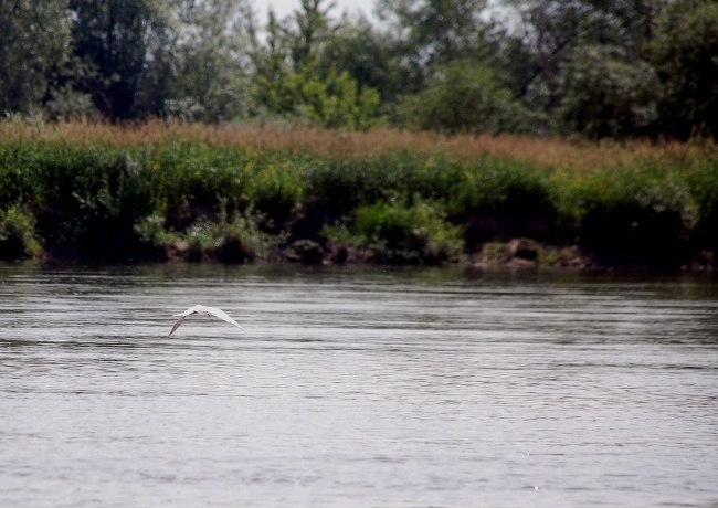Solec nad Wisłą znów jest miastem