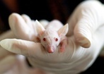 Nanocząstki cofnęły u myszy Alzheimera
