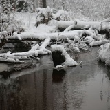 Lasy Janowskie