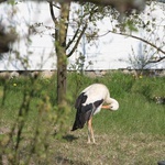 Sierpc. Skansen wiosną