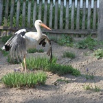 Sierpc. Skansen wiosną