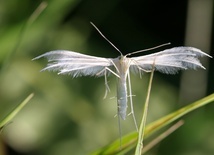 Natura w obiektywie Marcina Soi