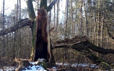 Najstarszy pomnik przyrody w Puszczy Kozienickiej uszkodziły silny wiatr oraz intensywne opady śniegu.