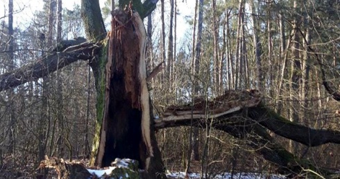 Najstarszy pomnik przyrody w Puszczy Kozienickiej uszkodziły silny wiatr oraz intensywne opady śniegu.