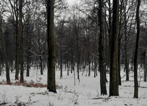 Nadleśnictwo Katowice planuje wycinkę drzew w Lasach Murckowskich