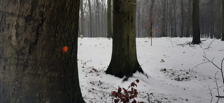 Nadleśnictwo Katowice planuje wycinkę drzew w Lasach Murckowskich