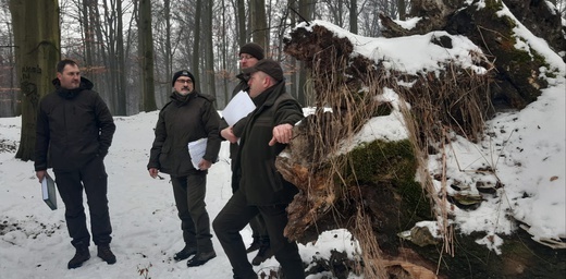 Nadleśnictwo Katowice planuje wycinkę drzew w Lasach Murckowskich