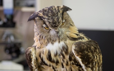 Puchacz (Bubo bubo), największa sowa świata, występująca także w Polsce.