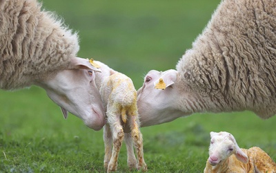W tureckim dystrykcie Karacabey w ciągu 4 dni urodziło się niemal 2000 owiec. W niedługim czasie na świat przyjdzie kolejne 4000.
12.02.2021  Bursa, Turcja