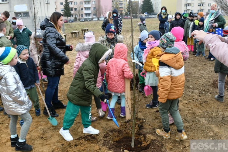 Trzy dęby przy gorzowskim Katoliku