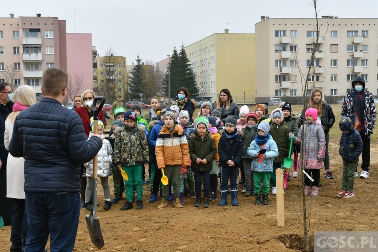 Trzy dęby przy gorzowskim Katoliku