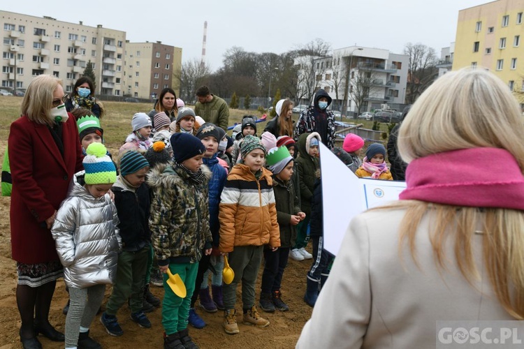 Trzy dęby przy gorzowskim Katoliku