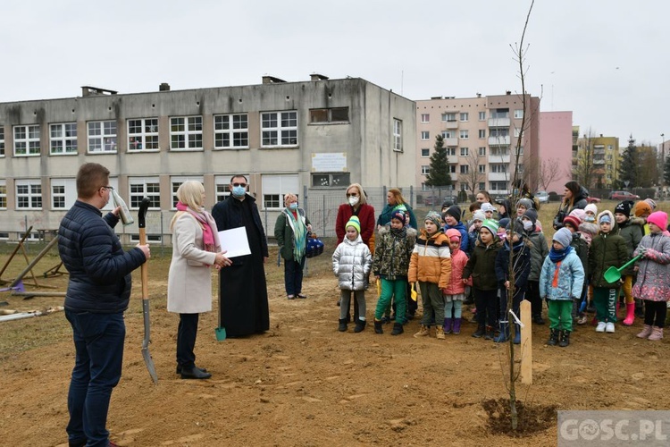 Trzy dęby przy gorzowskim Katoliku