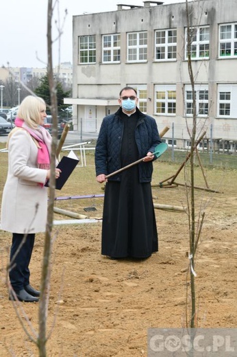 Trzy dęby przy gorzowskim Katoliku