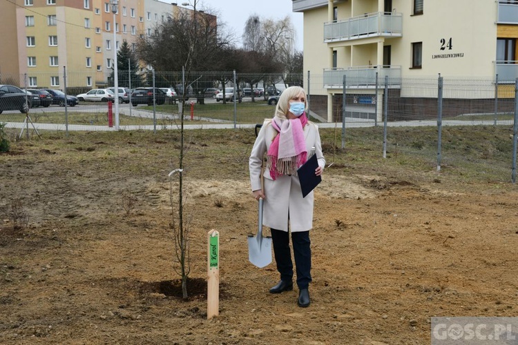 Trzy dęby przy gorzowskim Katoliku