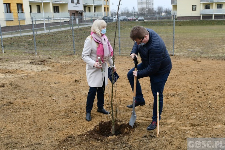 Trzy dęby przy gorzowskim Katoliku