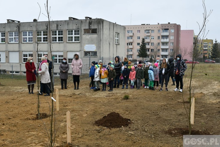 Trzy dęby przy gorzowskim Katoliku