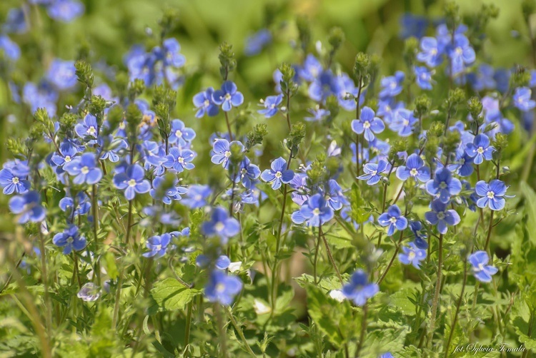 Natura jest kobietą