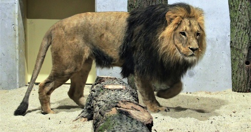 Lwy znowu w opolskim ZOO 