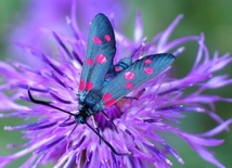 Alfabet religii: Motyl