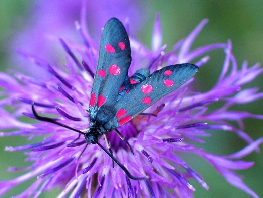 Alfabet religii: Motyl