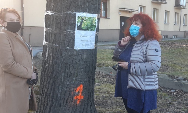 Katowice. Ponad 70 drzew może pójść pod topór w południowej części śródmieścia. Stowarzyszenie Mieszkańcy dla Katowic chce je obronić