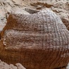 Najstarszy pleciony kosz na świecie znaleziony w Izraelu 