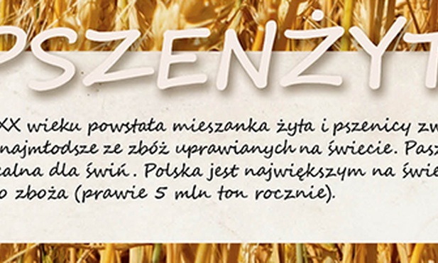 Rośnie na polu