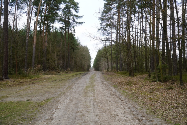 Leśna Biegowa Droga Krzyżowa