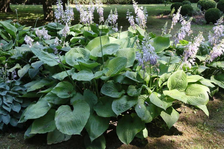 Barwy ogrodu botanicznego