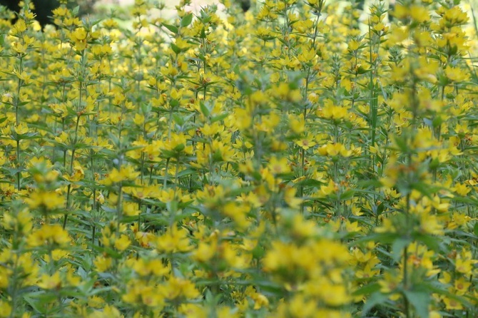 Barwy ogrodu botanicznego