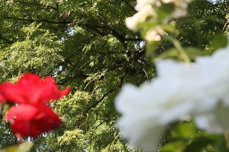 Barwy ogrodu botanicznego