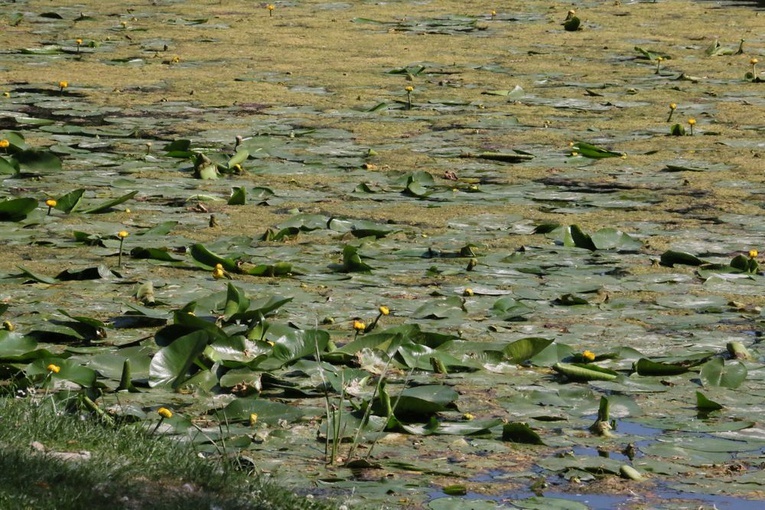 Barwy ogrodu botanicznego