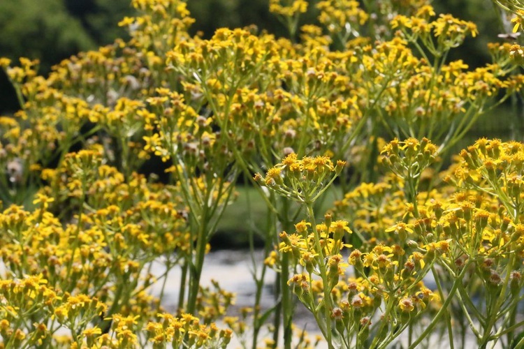 Barwy ogrodu botanicznego