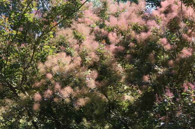 Barwy ogrodu botanicznego