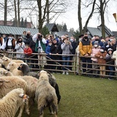 Owce poświęcone, czas na wypas