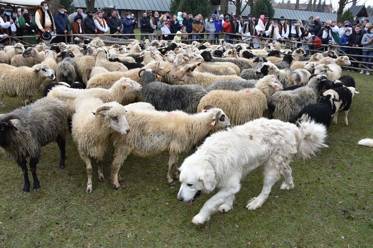 Święto Bacowskie w Ludźmierzu