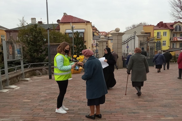 Ostrowiec Świętokrzyski. Żonkile nadziei