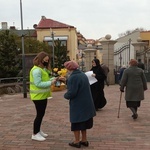 Żonkile nadziei w Ostrowcu Świętokrzyskim