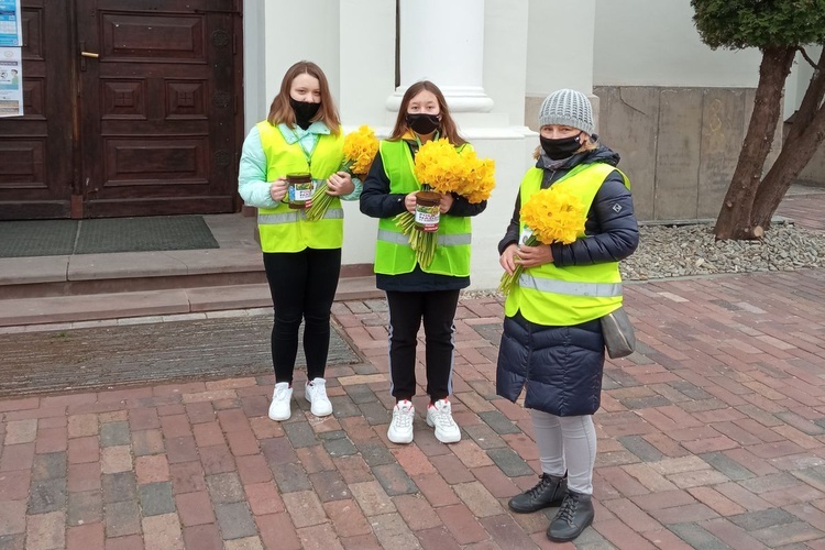 Żonkile nadziei w Ostrowcu Świętokrzyskim