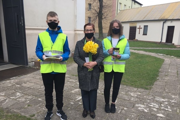 Żonkile nadziei w Ostrowcu Świętokrzyskim